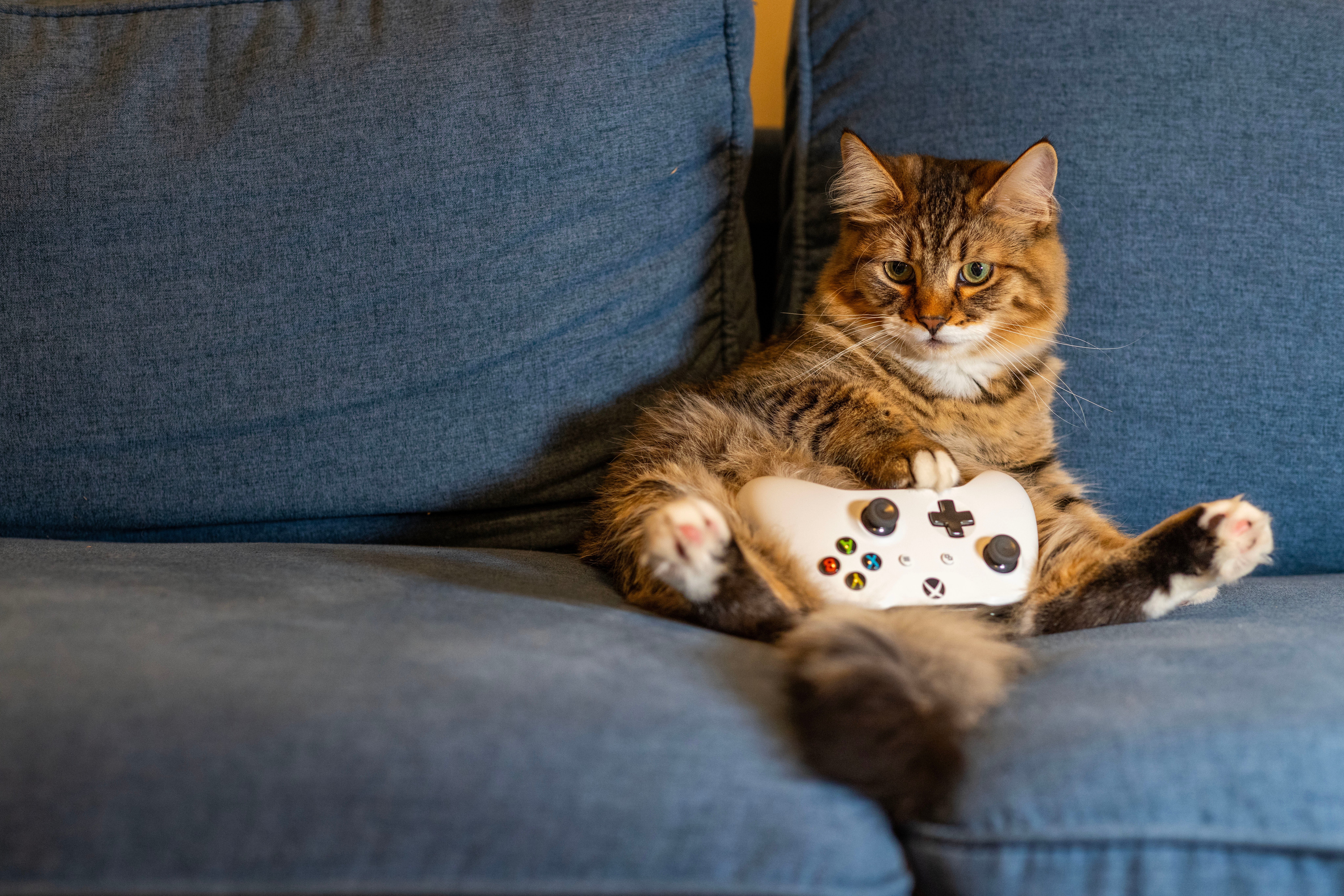 A cat holding an Xbox controller, relaxing on a couch